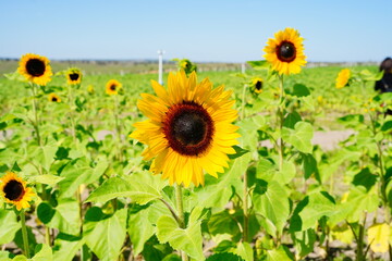 A modern sunflower farm in florida	
