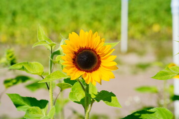 A sun flower field in modern sunflower farm 