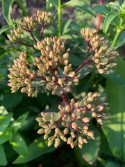Sedum plant blooming in August 
