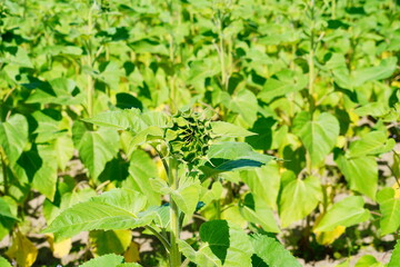 A modern you pick sunflower farm 