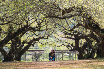 Portrait image of a beautiful young asian woman sitting and looking at an apricot flower in the park