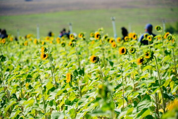 A modern you pick sunflower farm	