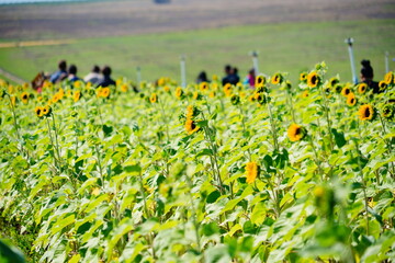 Fototapeta premium A modern you pick sunflower farm 