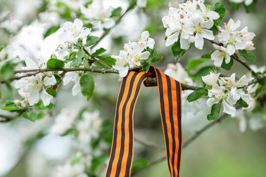 St. George's ribbon on a blossoming branch. Symbol of Victory Day 1945 - Image