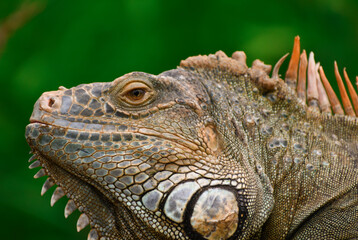 Iguana Mexicana del caribe mexicano