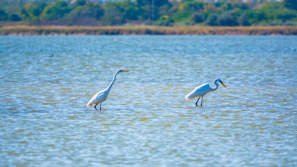 Two white herons stands in the lake