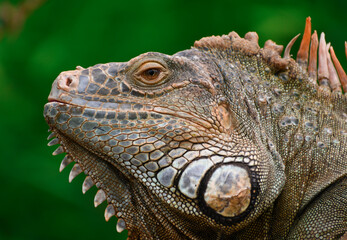 Iguana Mexicana del caribe mexicano