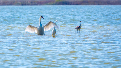Graceful water birds, white Swan and white and grey herons swimming in the lake.