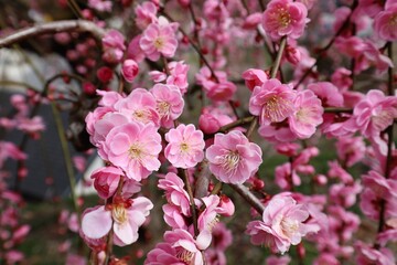 Obraz premium 奈良県 月ヶ瀬梅林 