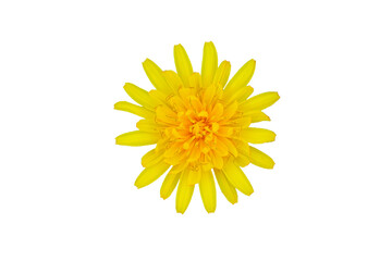 yellow dandelion flower