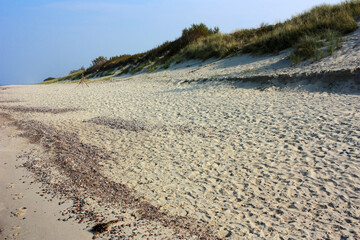Sand dunes overgrown with green grass