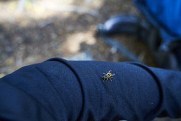Yellow jacket hanging out on shirtsleeve.      