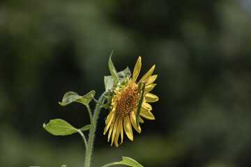 向日葵とカマキリ