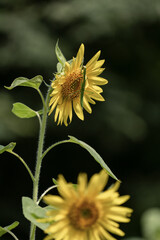 向日葵とカマキリ