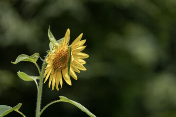 向日葵とカマキリ