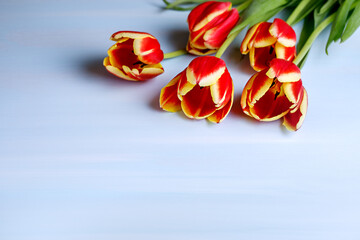 Red-yellow tulips on a blue background. Postcard with a field for text. Congratulations on the holiday. Beautiful photos of flowers.