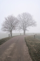 Nebellandschaft mit Bäumen am Straßenrand einer Dorfstraße in Deutschland im Winter