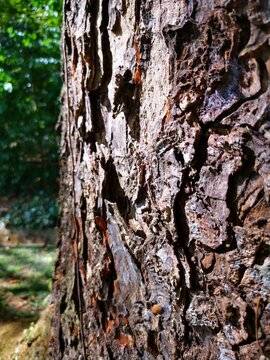 bark of a tree
