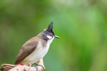 Obraz premium The red-whiskered bulbul (Pycnonotus jocosus), or crested bulbul