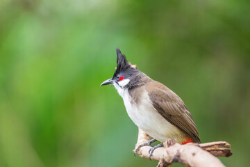 The red-whiskered bulbul (Pycnonotus jocosus), or crested bulbul