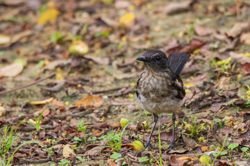 beautiful oriental-magpie robin in nature