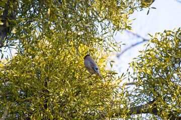 Japanese waxwing in a park of Maebashi