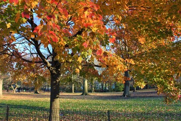 Red and Orange Maple tree during autumn, leaf peeping. Autumn in city of New York, Japan - 秋の風景　紅葉した楓 ニューヨーク
