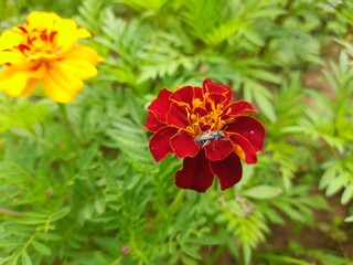A honey bee collecting and taking honey a marigold flower.
A bee sits on a marigold flower. Red and orange flower, botanical photographs.
Bumblebee pollinating flower tagetes. Bee on  French marigold 