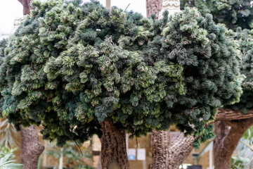 unusual green bonsai tree indoors with fir needles