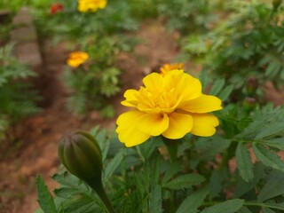 The French marigold flower. Tagetes in the garden. Tagetes garden flowers. Tagetes  magic flowers. Blooming vibrant yellow and orange French marigold (Tagetes patula) in the garden.  French marigold .