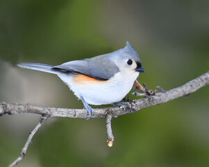 tufted titmouse standing on tree branch