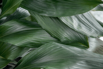 texture of large green leaves , natural background of a green plant close-up