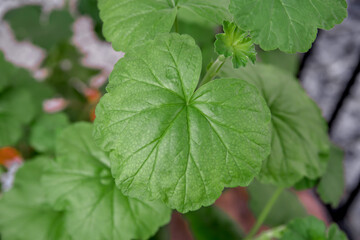pelargonium plant close-up in a pot for home flowers close-up. green leaves
