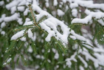 spruce branches under the snow in winter