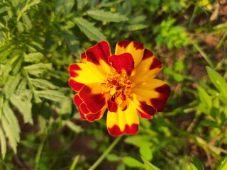 The French marigold flower. Tagetes in the garden. Tagetes garden flowers. Tagetes  magic flowers. Blooming vibrant yellow and orange French marigold (Tagetes patula) in the garden.  French marigold .