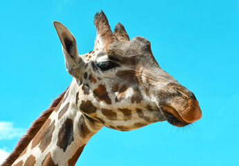 Jirafa de zoologico Mexicano