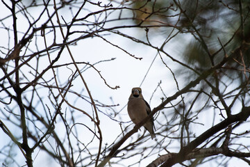 Hawfinch in a park of Maebashi