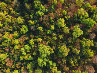 Yellow and green leaves in the tropical forest