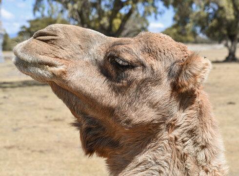 Camello de zoologico Mexicano