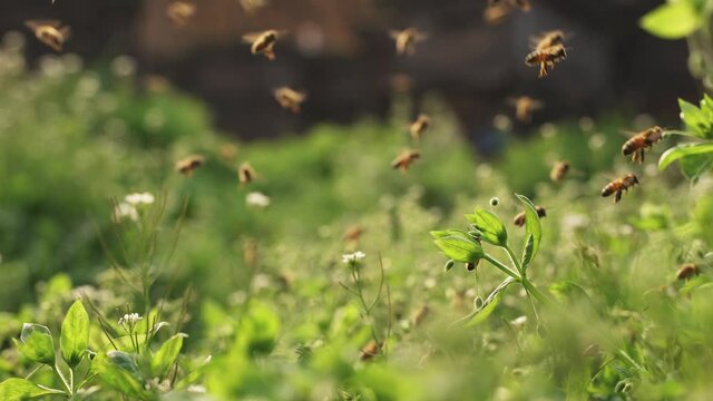 4k 120 fps slow motion of swarm of honey bees flying around beehive in spring grass meadow afternoon sunlight