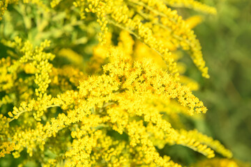 Blurred background. Yellow flowers Solidago (Common goldenrod). Summer and spring backgrounds. Selective focus