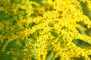 Blurred background. Yellow flowers Solidago (Common goldenrod). Summer and spring backgrounds. Selective focus