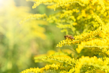 Bee and flower. Close up of a striped bee collecting pollen on a yellow flower Solidago (goldenrod common) on a Sunny bright day. Macro photography. Summer and spring backgrounds