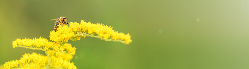 Bee and flower. Banner. Close up of a large striped bee collecting pollen on a yellow flower Solidago (goldenrod common) on a Sunny bright day. Macro photography. Summer and spring backgrounds
