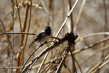 bird in the brambles