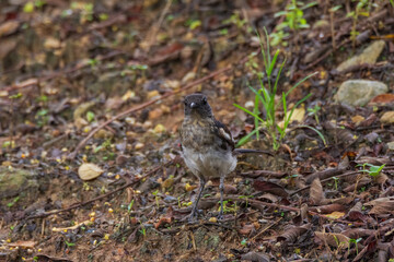 beautiful oriental-magpie robin in nature