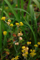 yellow flower in the garden