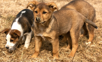 a puppy who is not like everyone else