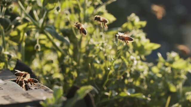120 fps slow motion of honey bees flying back to bee hive in afternoon sunshine outdoor in the spring field