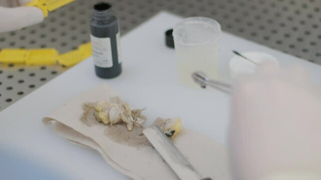 Laboratory assistant conducts a histological examination, microtoming. The section of the rotary microtome for the diagnosis of pathology makes a histological microscope slide. Waxing a tissue sample
